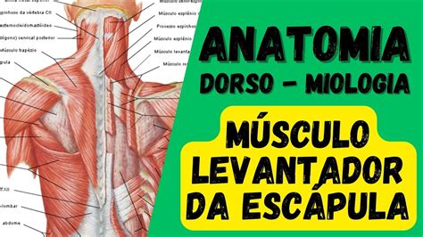 Levantador Da Escápula