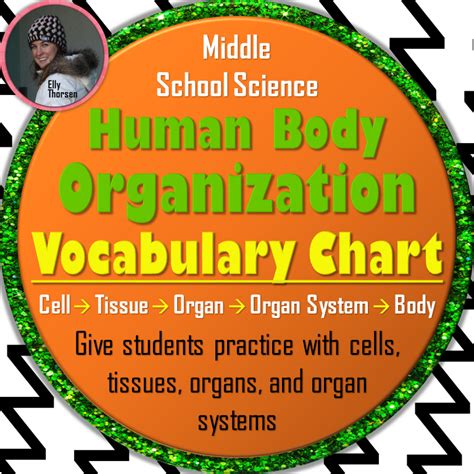 Levels Of Organization Vocabulary Teaching Resources Tpt Level Of Organization Worksheet - Level Of Organization Worksheet