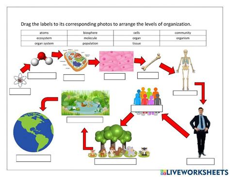 Levels Of Organization Worksheet