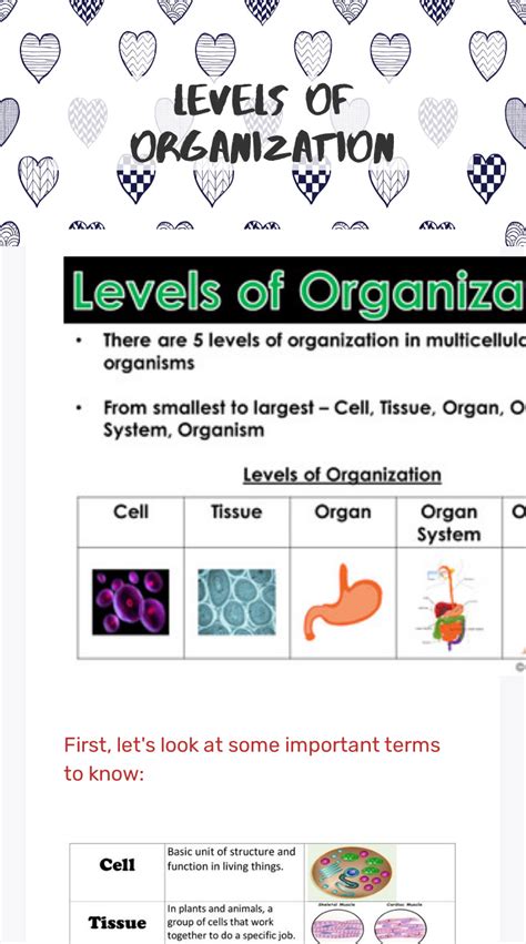 Levels Of Organization Worksheet Easel Activity Amp Printable Level Of Organization Worksheet - Level Of Organization Worksheet