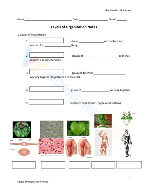 Full Download Levels Of Organization Answers 