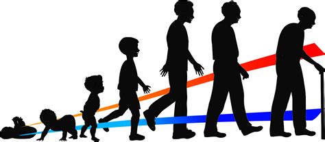 levensloop ontwikkeling