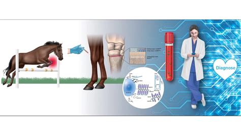 leverproblem häst symptom