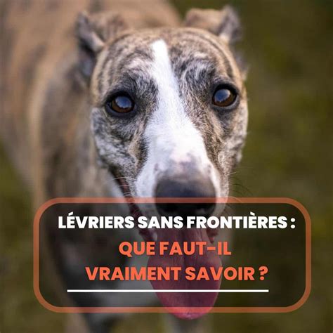 Levrier Sans Frontiere