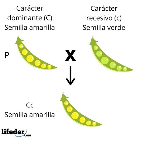 Leyes De Mendel