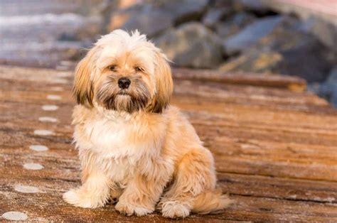 Lhasa Apso Price