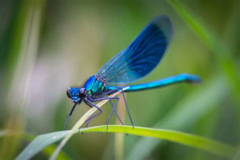 Libellula In Inglese