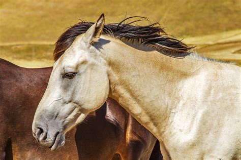 nature photo by Abdiel Dach