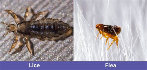 Lice Or Fleas