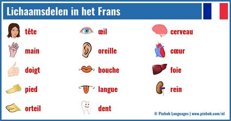 lichaamsdelen frans