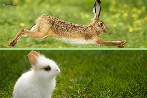 Liebre Y Conejos
