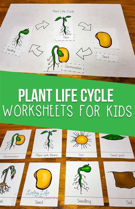 Life Cycle Activities For Kids Plants And Animals Plant Life Cycle Crafts - Plant Life Cycle Crafts