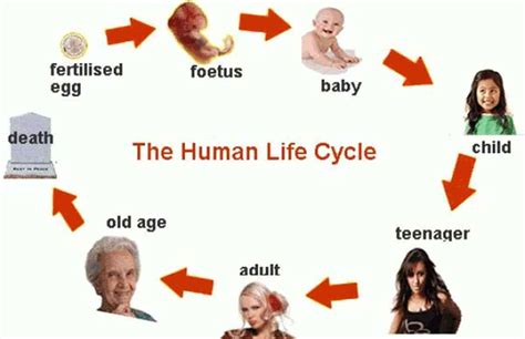 Life Cycle Definition Types Amp Facts Britannica Cycle In Science - Cycle In Science