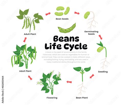 Life Cycle Of A Bean Plant