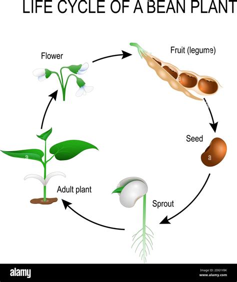 Life Cycle Of A Bean Plant Printable Diagrams Life Cycle Of A Plant Preschool - Life Cycle Of A Plant Preschool