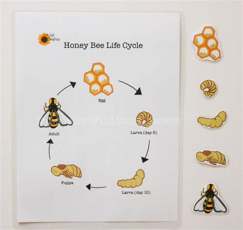 Life Cycle Of A Bee Worksheets Affordable Homeschooling Bee Movie Worksheet - Bee Movie Worksheet