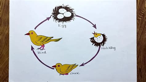 Life Cycle Of A Bird 7 Stages Vedantu Lifecycle Of A Bird - Lifecycle Of A Bird