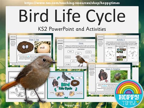 Life Cycle Of A Bird Ks2   Life Cycle Of A Bird Archives Foxton Books - Life Cycle Of A Bird Ks2