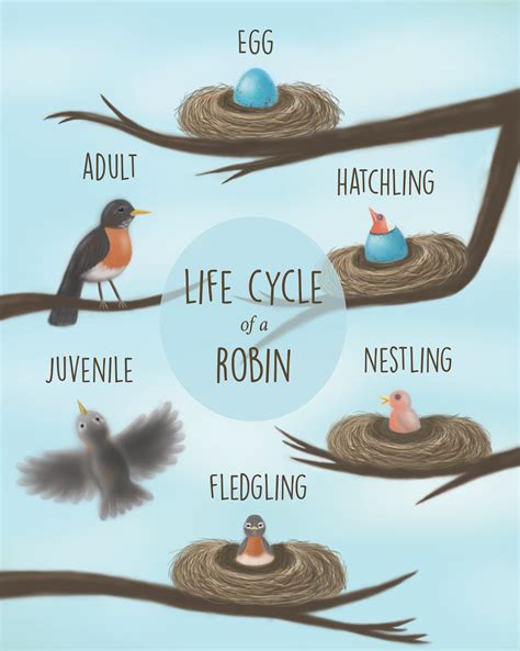 Life Cycle Of A Bird Learning Differently Lifecycle Of A Bird - Lifecycle Of A Bird