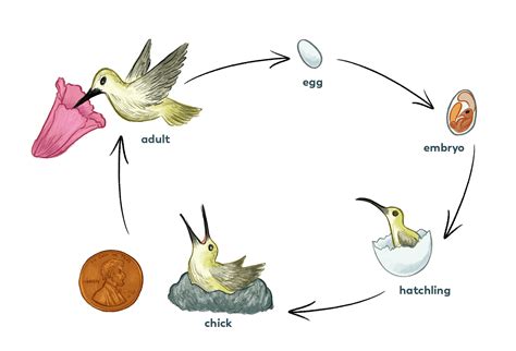 Life Cycle Of A Bird   The Life Cycle Of A Bird 2002 Indigenous - Life Cycle Of A Bird