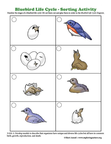 Life Cycle Of A Bird Worksheet Animal Life Lifecycle Of A Bird - Lifecycle Of A Bird