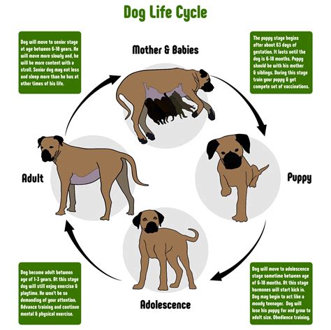 Life Cycle Of A Dog Life Cycle Of Life Cycle Of Dog - Life Cycle Of Dog