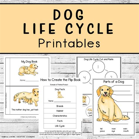 Life Cycle Of A Dog Worksheet Life Cycle Of Dog - Life Cycle Of Dog