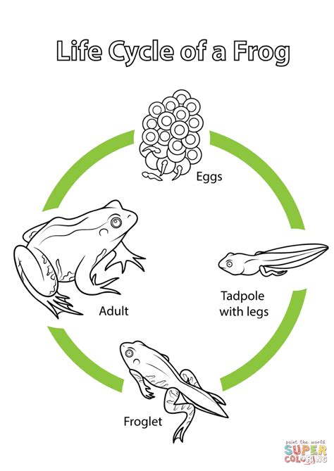 Life Cycle Of A Frog Coloring Page Life Cycle Of Frog Drawing - Life Cycle Of Frog Drawing