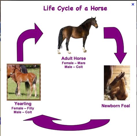 Life Cycle Of A Horse Diagram   Life Cycle Of A Horse Worksheet For Kids - Life Cycle Of A Horse Diagram