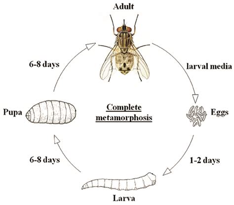 Life Cycle Of A Horse Fly Sciencing Life Cycle Of A Horse - Life Cycle Of A Horse