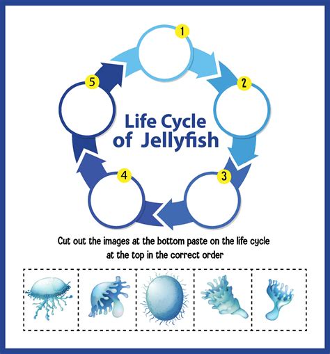 Life Cycle Of A Jellyfish   Invertebrates In The News 6 Dna Reveals The - Life Cycle Of A Jellyfish