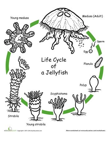 Life Cycle Of A Jellyfish Worksheet Jellyfish Life Cycle For Kids - Jellyfish Life Cycle For Kids