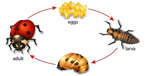 Life Cycle Of A Ladybug