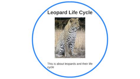 Life Cycle Of A Leopard