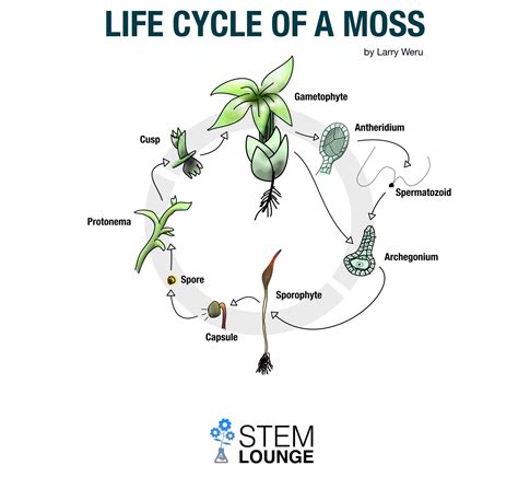 Life Cycle Of A Moss Plant An Overview Moss Life Cycle Worksheet - Moss Life Cycle Worksheet