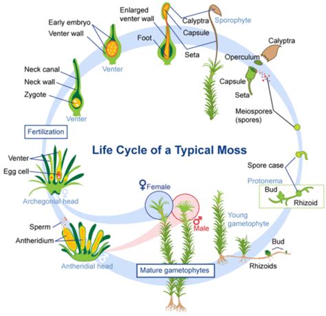 Life Cycle Of A Moss Printable Worksheet Purposegames Moss Life Cycle Worksheet - Moss Life Cycle Worksheet
