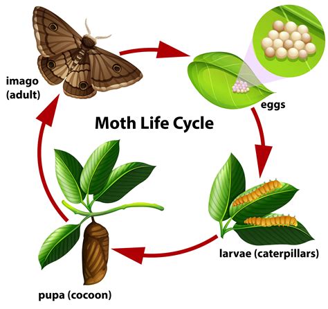 Life Cycle Of A Moth   Life Cycle Of Butterflies And Moths Butterfly Conservation - Life Cycle Of A Moth