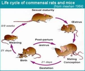 Life Cycle Of A Mouse   The Life And Times Of A Mouse Understanding - Life Cycle Of A Mouse