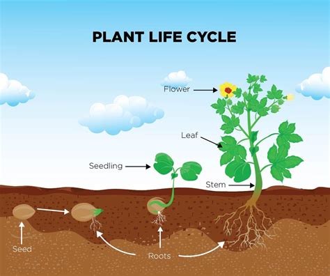 Life Cycle Of A Plant Interactive Worksheet Live Plant Cycle Worksheet - Plant Cycle Worksheet