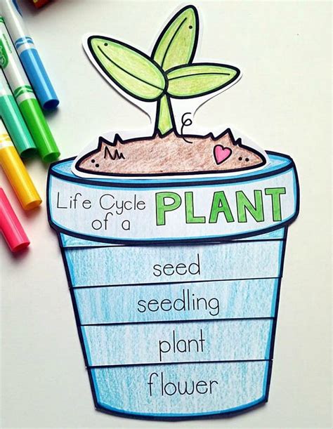 Life Cycle Of A Plant Lesson And Printables Plant Life Cycle Crafts - Plant Life Cycle Crafts