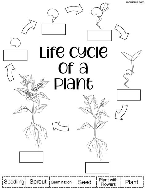 Life Cycle Of A Plant Worksheet Tutoring Hour Plant Cycle Worksheet - Plant Cycle Worksheet