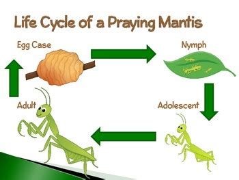Life Cycle Of A Praying Mantis Teaching Resources Praying Mantis Life Cycle Worksheet - Praying Mantis Life Cycle Worksheet