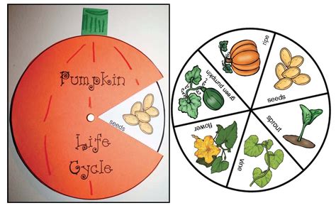 Life Cycle Of A Pumpkin Craft Fun And Life Cycle Of A Pumpkin Activities - Life Cycle Of A Pumpkin Activities