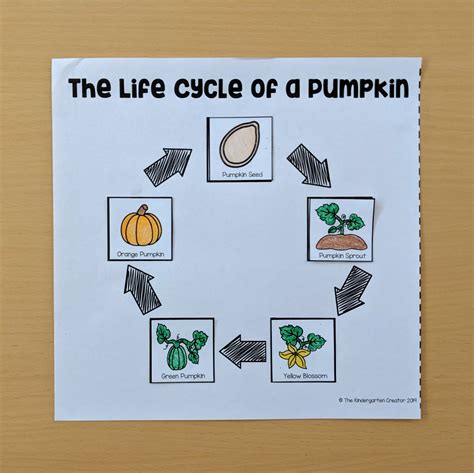 Life Cycle Of A Pumpkin Foldable Sequencing Activity Pumpkin Sequence Worksheet - Pumpkin Sequence Worksheet