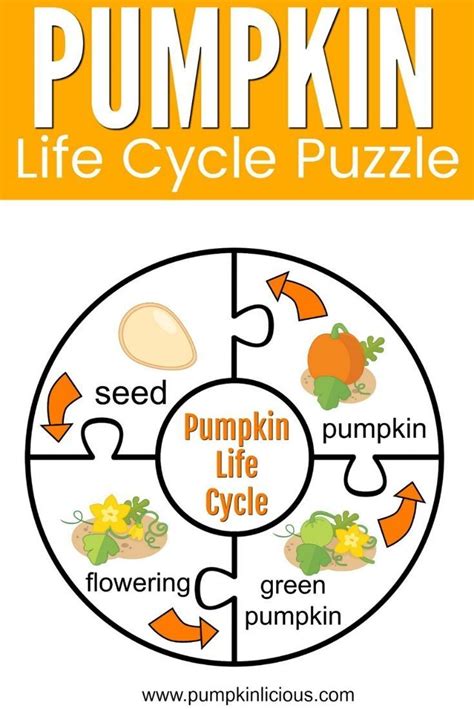 Life Cycle Of A Pumpkin Puzzle Learn Pumpkin Life Cycle Of A Pumpkin - Life Cycle Of A Pumpkin