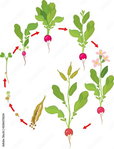 life cycle of a radish plant diagram