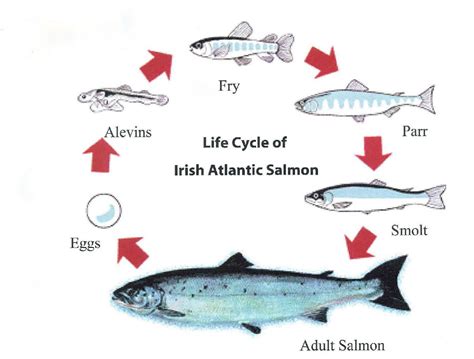 Life Cycle Of A Salmon Science Game For Fish Life Cycle For Kids - Fish Life Cycle For Kids