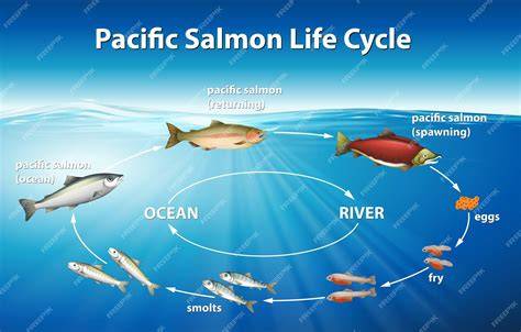 life cycle of a salt water crocodile