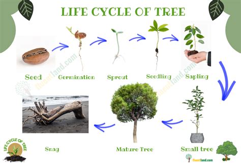 Life Cycle Of A Tree