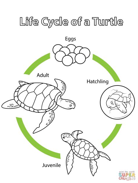 Life Cycle Of A Turtle Coloring Page Free Life Cycle Of A Turtle Printable - Life Cycle Of A Turtle Printable